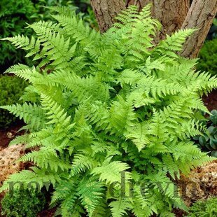 Papraďka samičia Crispa, v črepníku 2l Athyrium filix-femina