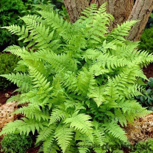 Papraďka samičia Crispa, v črepníku 2l Athyrium filix-femina
