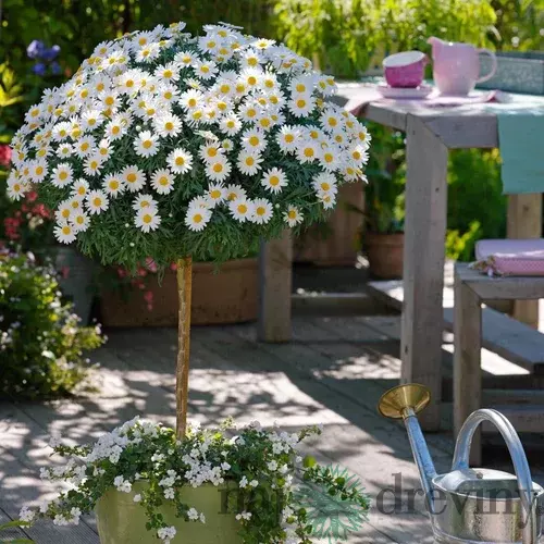 Parížska margarétka na kmienku 60 cm, v črepníku Argyranthemum frutescens