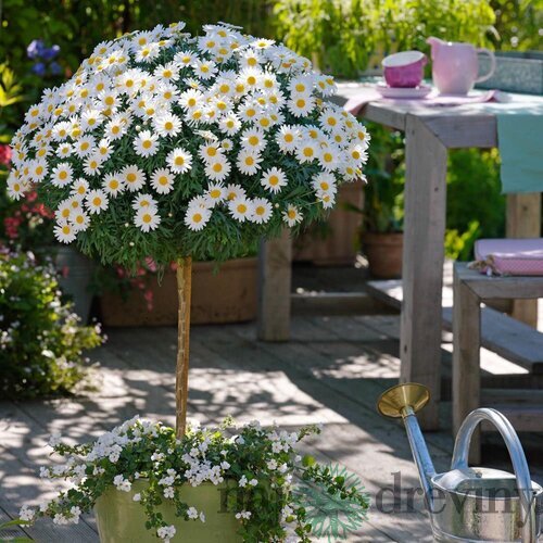 Parížska margarétka na kmienku 60 cm, v črepníku Argyranthemum frutescens