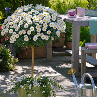 Parížska margarétka na kmienku 60 cm, v črepníku Argyranthemum frutescens
