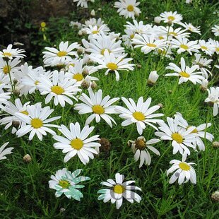 Parížska margarétka, výška 30/40 cm, v črepníku 3l Argyranthemum frutescens