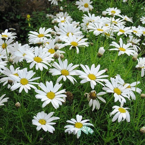 Parížska margarétka, výška 30/40 cm, v črepníku 3l Argyranthemum frutescens