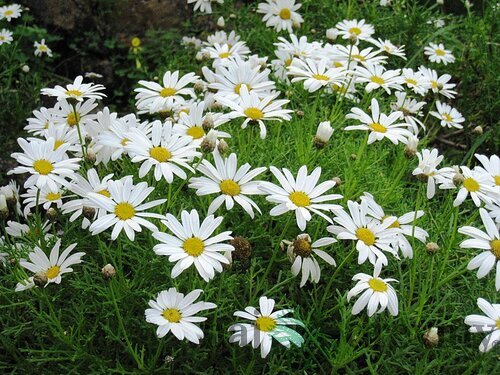 Parížska margarétka, výška 30/40 cm, v črepníku 3l Argyranthemum frutescens
