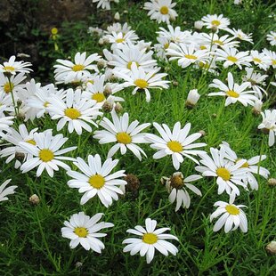 Parížska margarétka, výška 30/40 cm, v črepníku 3l Argyranthemum frutescens