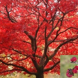 Parotia perzská 180/220 cm (kvitne v zime), v črepníku 10l Parrotia persica