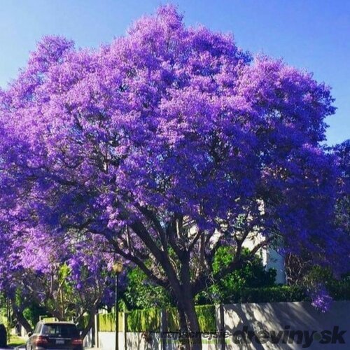 Paulovnia (strom šťastia), výška 15/25 cm, v črepníku Paulownia tomentosa