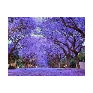 Paulovnia (strom šťastia), výška 20/40 cm, v črepníku Paulownia tomentosa