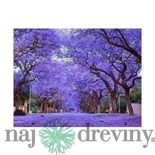 Paulovnia (strom šťastia), výška 30/40 cm, v črepníku Paulownia tomentosa