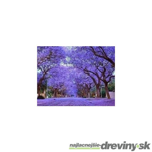 Paulovnia (strom šťastia), výška 30/40 cm, v črepníku Paulownia tomentosa