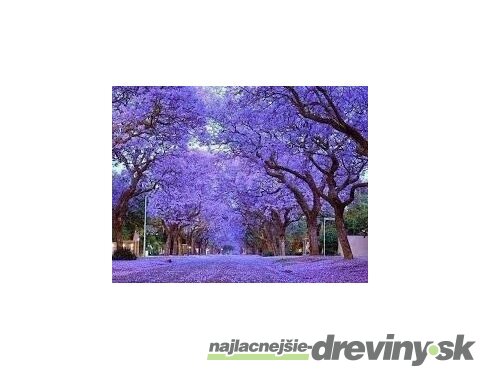 Paulovnia (strom šťastia), výška 30/40 cm, v črepníku Paulownia tomentosa