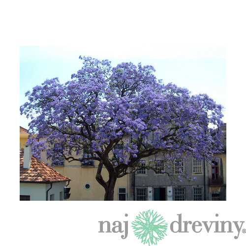 Paulovnia (strom šťastia), výška 60/80 cm, v črepníku 5l Paulownia tomentosa
