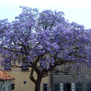 Paulovnia (strom šťastia), výška 60/80 cm, v črepníku 5l Paulownia tomentosa