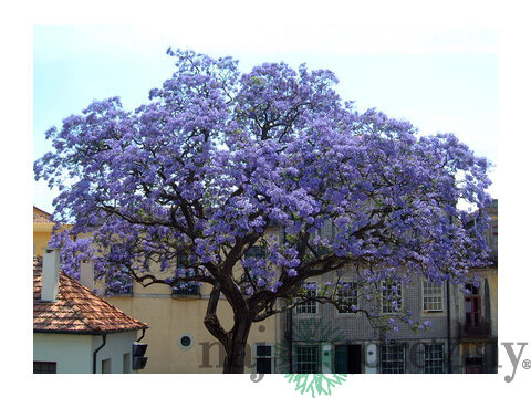 Paulovnia (strom šťastia), výška 60/80 cm, v črepníku 5l Paulownia tomentosa