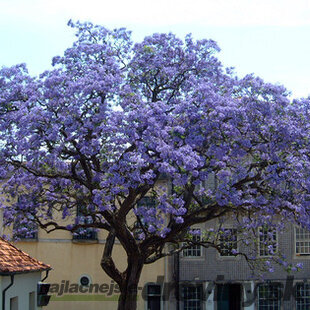 Paulovnia (strom šťastia), výška 60/80 cm, v črepníku 5l Paulownia tomentosa
