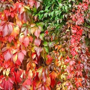 Pavinič päťlistý Engelmannii, výška 30/50 cm, v črepníku Parthenocissus quinquefolia Engelmannii