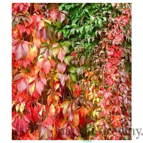 Pavinič päťlistý Engelmannii, výška 30/50 cm, v črepníku Parthenocissus quinquefolia Engelmannii