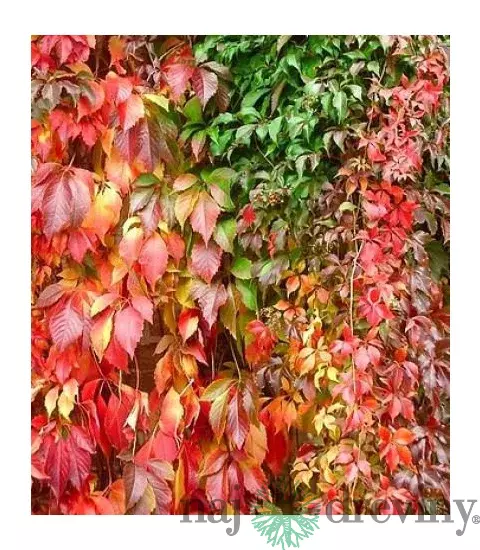 Pavinič päťlistý Engelmannii, výška 30/50 cm, v črepníku Parthenocissus quinquefolia Engelmannii