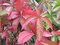 Pavinič päťlistý, výška 65/+ cm, v črepníku Parthenocissus quinquefolia