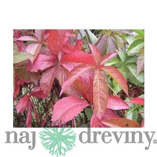 Pavinič päťlistý, výška 65/+ cm, v črepníku Parthenocissus quinquefolia