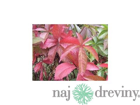 Pavinič päťlistý, výška 65/+ cm, v črepníku Parthenocissus quinquefolia
