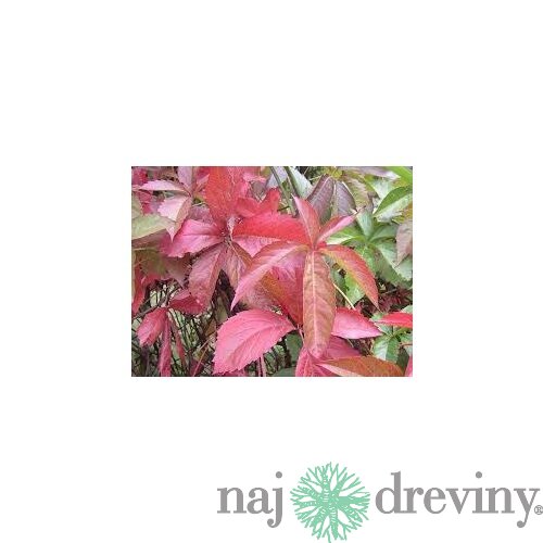 Pavinič päťlistý, výška 65/+ cm, v črepníku Parthenocissus quinquefolia