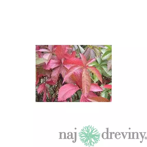 Pavinič päťlistý, výška 65/+ cm, v črepníku Parthenocissus quinquefolia