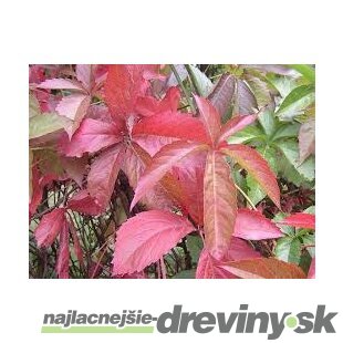 Pavinič päťlistý, výška 65/+ cm, v črepníku Parthenocissus quinquefolia