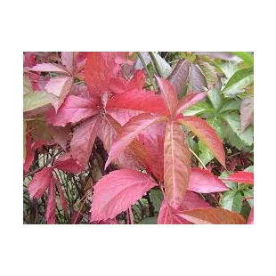 Pavinič päťlistý, výška 65/+ cm, v črepníku Parthenocissus quinquefolia