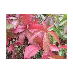 Pavinič päťlistý, výška 65/+ cm, v črepníku Parthenocissus quinquefolia