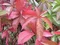 Pavinič päťlistý, výška 65/+ cm, v črepníku Parthenocissus quinquefolia