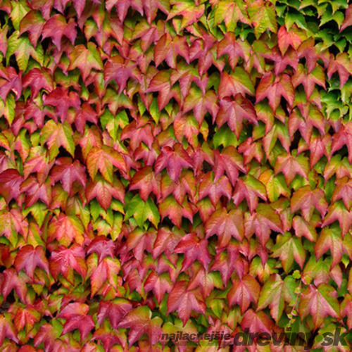 Pavinič trojlaločný ‘Veitch Boskoop‘, 70/80 cm, v črepníku Parthenocissus tric. ‘Veitch Boskoop‘