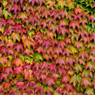 Pavinič trojlaločný ‘Veitch Boskoop‘, 70/80 cm, v črepníku Parthenocissus tric. ‘Veitch Boskoop‘