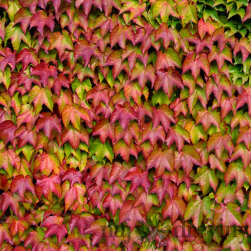 Pavinič trojlaločný ‘Veitch Boskoop‘, 70/80 cm, v črepníku Parthenocissus tric. ‘Veitch Boskoop‘