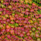 Pavinič trojlaločný ‘Veitch Boskoop‘, 70/80 cm, v črepníku Parthenocissus tric. ‘Veitch Boskoop‘