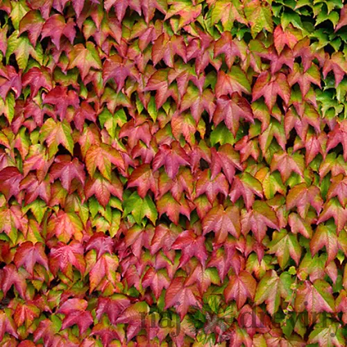 Pavinič trojlaločný ‘Veitch Boskoop‘, 80/100 cm, v črepníku Parthenocissus tric. ‘Veitch Boskoop‘