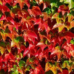 Pavinič Trojlaločný Veitchii 30/50 cm, v črepníku Parthenocissus tricuspidata Veitchii