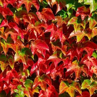 Pavinič Trojlaločný Veitchii 40/60 cm, v črepníku Parthenocissus tricuspidata Veitchii