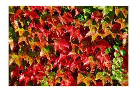Pavinič Trojlaločný Veitchii 40/60 cm, v črepníku Parthenocissus tricuspidata Veitchii