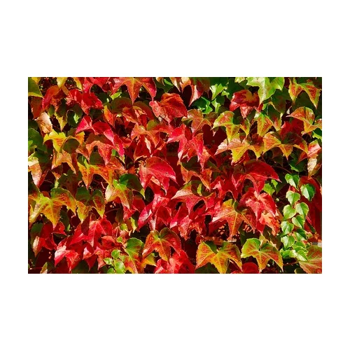 Pavinič Trojlaločný Veitchii 40/60 cm, v črepníku Parthenocissus tricuspidata Veitchii