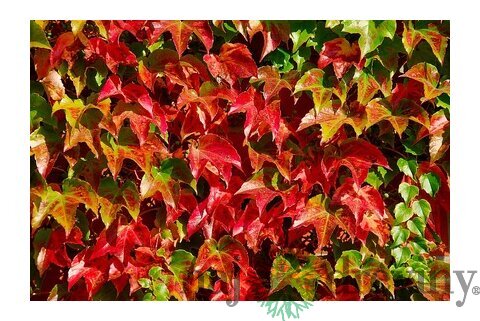 Pavinič Trojlaločný Veitchii 40/60 cm, v črepníku Parthenocissus tricuspidata Veitchii