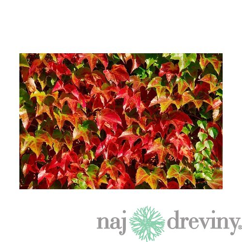 Pavinič Trojlaločný Veitchii 40/60 cm, v črepníku Parthenocissus tricuspidata Veitchii