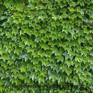 Pavinič Trojlaločný Veitchii, výška 60/80 cm, v črepníku Parthenocissus tricuspidata Veitchii