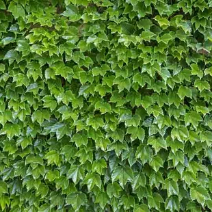 Pavinič Trojlaločný Veitchii, výška 70/80 cm, v črepníku Parthenocissus tricuspidata Veitchii