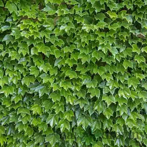 Pavinič Trojlaločný Veitchii, výška 70/80 cm, v črepníku Parthenocissus tricuspidata Veitchii