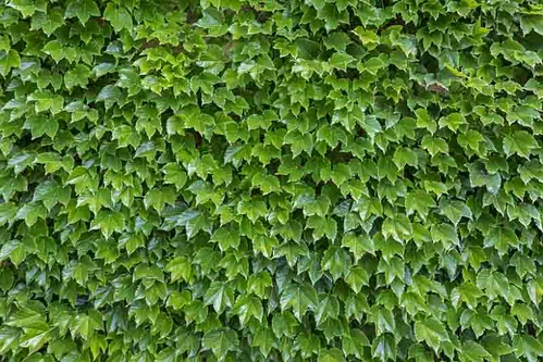 Pavinič Trojlaločný Veitchii, výška 70/80 cm, v črepníku Parthenocissus tricuspidata Veitchii