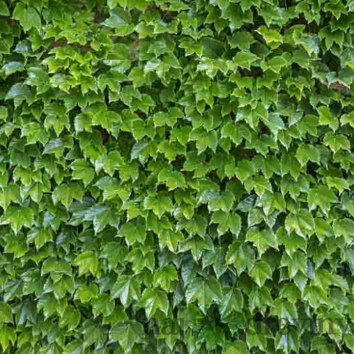Pavinič Trojlaločný Veitchii, výška 70/80 cm, v črepníku Parthenocissus tricuspidata Veitchii