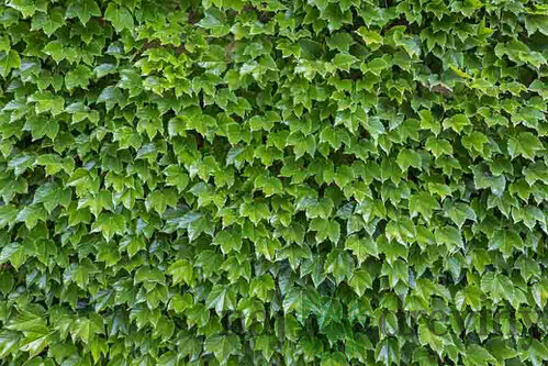 Pavinič Trojlaločný Veitchii, výška 70/80 cm, v črepníku Parthenocissus tricuspidata Veitchii