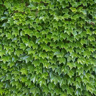 Pavinič Trojlaločný Veitchii, výška 70/80 cm, v črepníku Parthenocissus tricuspidata Veitchii