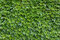Pavinič Trojlaločný Veitchii, výška 70/80 cm, v črepníku Parthenocissus tricuspidata Veitchii